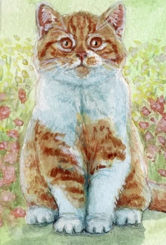 Ginger Tabby kitten full portrait  / 21-0021