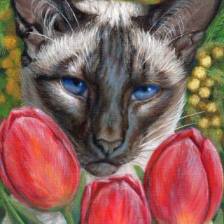 Siamese Cat and spring flowers, Tulips and Mimosas
