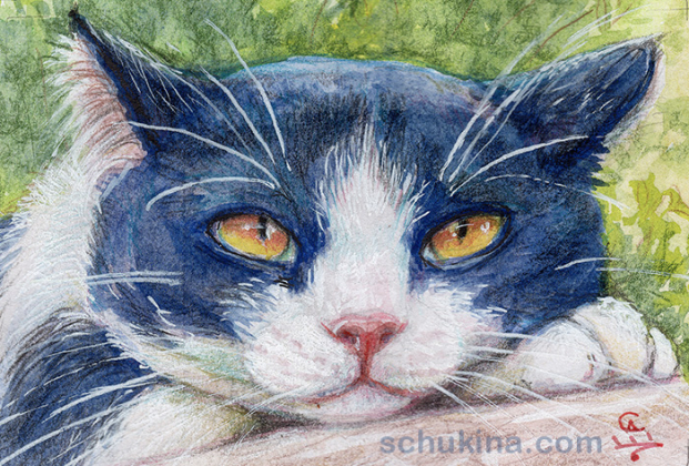 Resting tuxedo cat Cowboy / 20250008