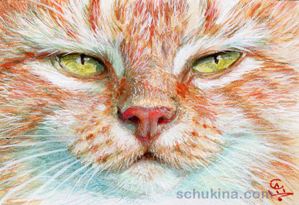 Ginger cat rijii / 20250010