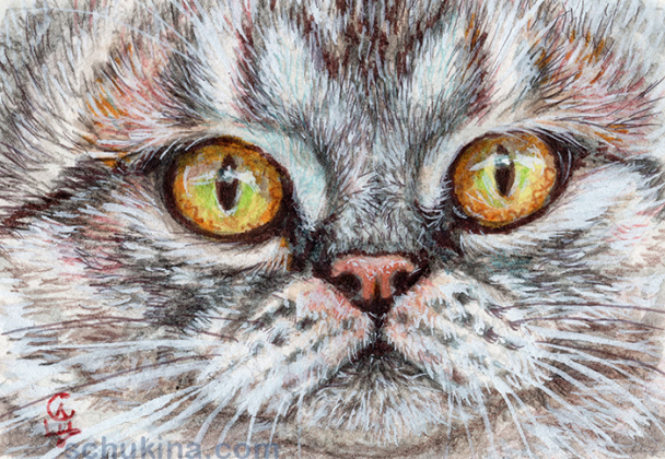 Kitty face / 20250012