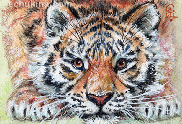 Playful Tiger cub / 250026