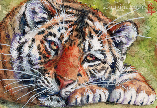 Resting Tiger / 20250030