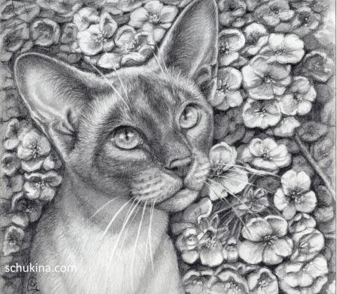 Siamese Cat and the Breath of Haru | 260016
