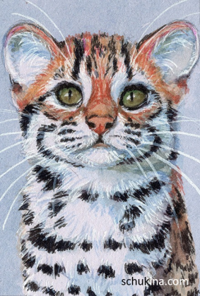 Ocelot cub / 220110
