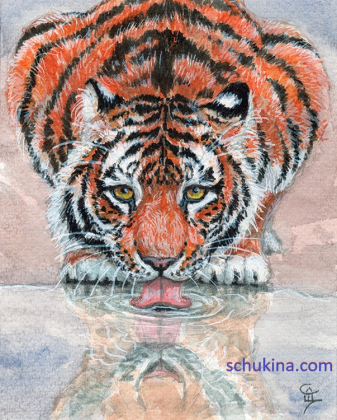 Thirsty Tiger / 220166