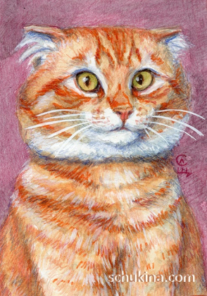 Ginger Scottish Fold Cat / 220224