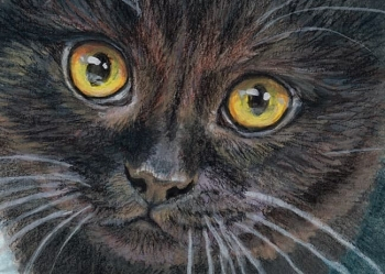 Black Kitty / 210018