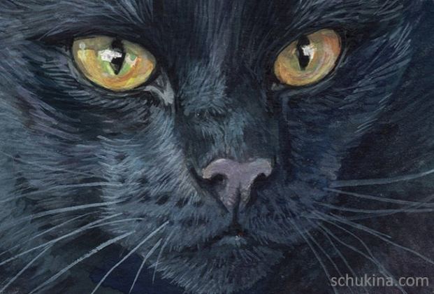 Black cat portrait | 210111
