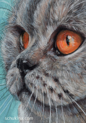 British Shorthair Kitty Nastya / 240015