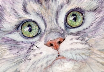 Dreaming Kitty / 210024