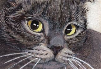 Expressive cat portrait / 931
