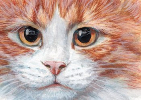 Ginger tabby cat portrait / 210006