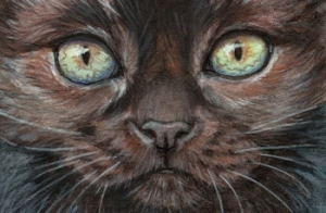 Kitten portrait / 210085