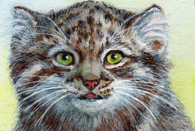 Manul kitten (Pallas's Cat cub) / 220198