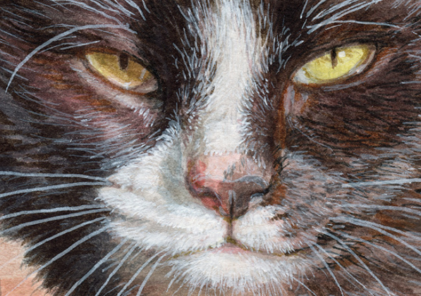 Tuxedo Cat portrait / 220222