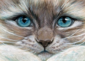 Ragdoll kitty / 210013