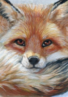 Red fox / 210003