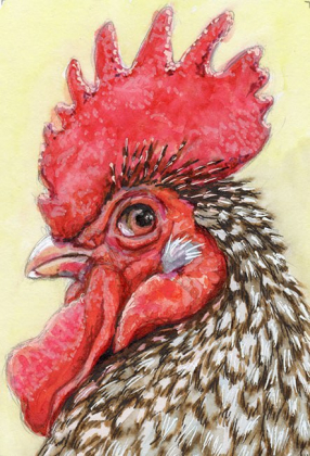 Rooster glance back / 220049