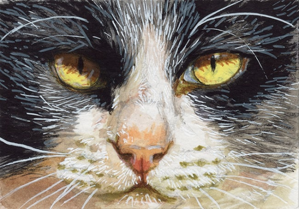 Tuxedo Cat portrait / 220037