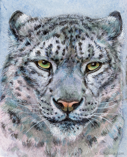 Snow Leopard Portrait / 220211