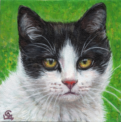 Tuxedo Kitten / 210110