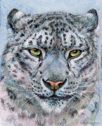 Snow Leopard Portrait / 220211