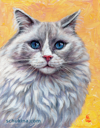 Ragdoll cat portrait / 230055