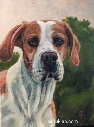 Milko - pointer dog portrait / 230124