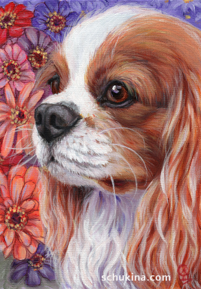 Cavalier King Charles Spaniel / 230117