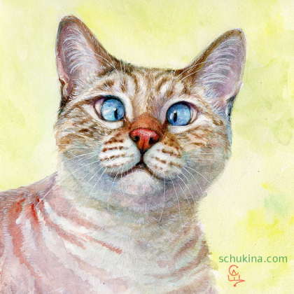 Cross-eyed cat portrait / 240004