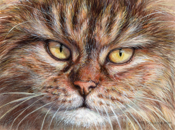 Furry Tabby Cat / 230042