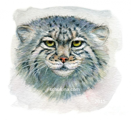 Pallas's Cat portrait | 150862