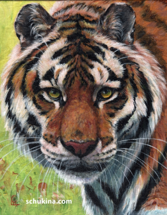 Tiger Portrait / 230056