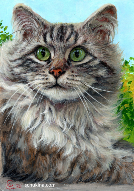 Fluffy Cat portrait | 260009