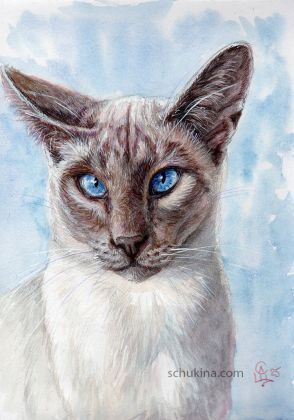 Siamese cat / 20250041