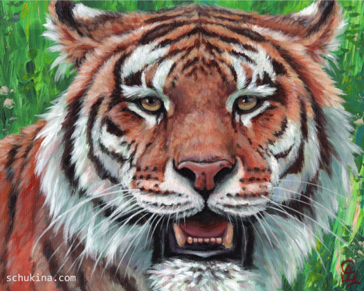 Tiger portrait | 250065