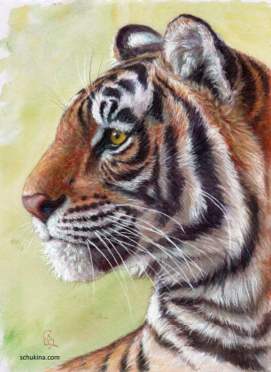 Tiger portrait profile | 250067