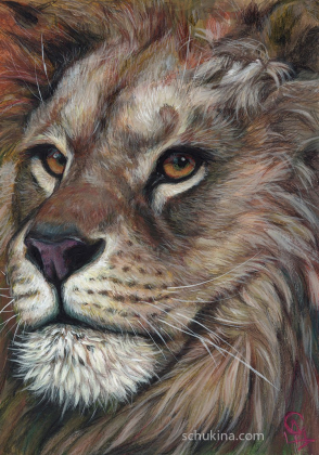 Lion portrait / 250049