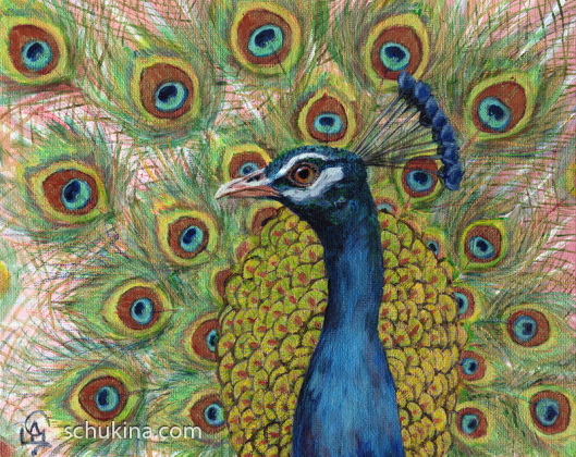  Peafowl portrait / 240024