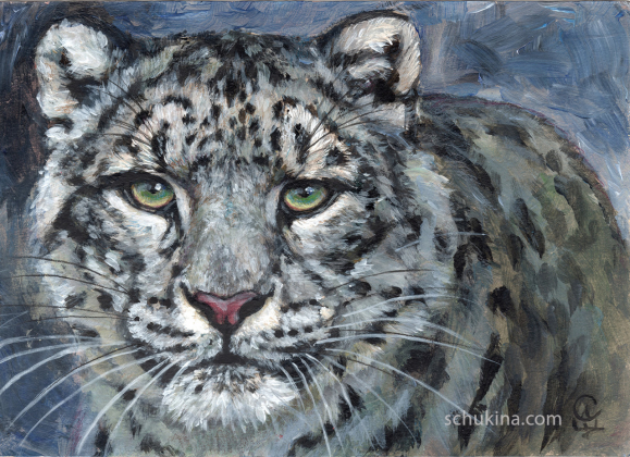 Snow Leopard - Panthera Uncia / 240029