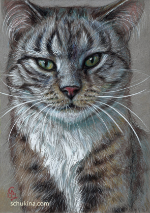 Tabby Cat Portrait / 240039