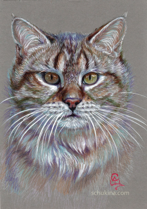 Tabby Cat portrait / 240041