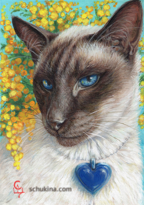 Siamese cat portrait with yellow mimosa flowers / 240008
