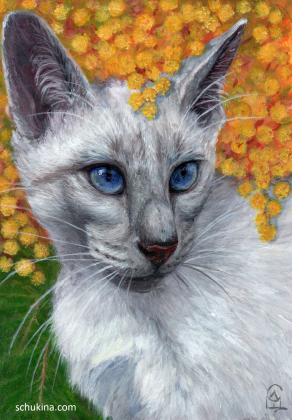 Siamese Cat and Mimosa | 260010