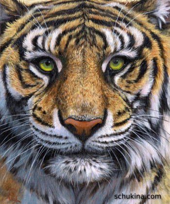 Silence of the Tiger / 260019
