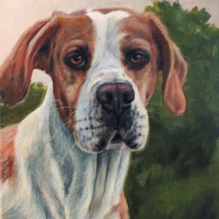 Milko - pointer dog portrait
