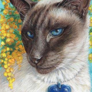 Siamese cat portrait with yellow mimosa flowers