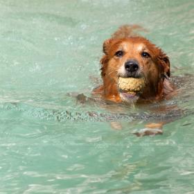Happy Swiming Dog